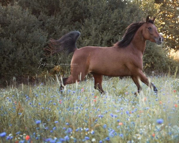 broodmare Shima bint shahin ox (Arabian thoroughbred, 2010, from Shahin Ibn Naskhi ox)