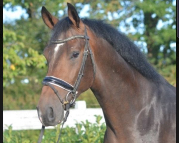 dressage horse Baron Bellevue (Hanoverian, 2016, from Buckingham)