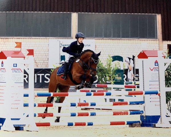 jumper MPS Tommy Hilfiger (German Riding Pony, 2009, from Top Anthony II)