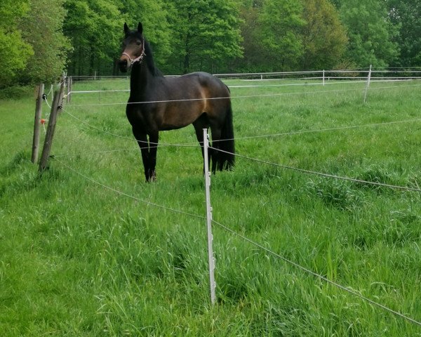 dressage horse Rock-Marie (Rhinelander, 2015, from Rock Forever NRW)