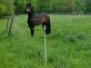 dressage horse Rock-Marie (Rhinelander, 2015, from Rock Forever NRW)