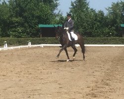 dressage horse Agistri (Rheinländer, 2002, from Abanos)