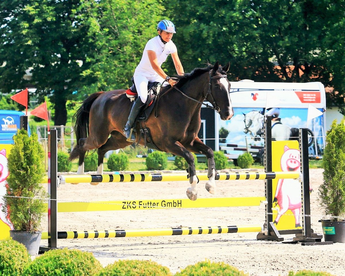 Springpferd Cherokee Cody (Schweizer Warmblut, 2011, von Unbekannt SUI)