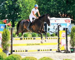 Springpferd Cherokee Cody (Schweizer Warmblut, 2011, von Unbekannt SUI)