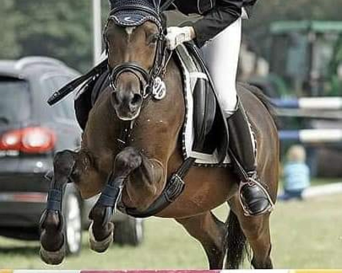 broodmare Pialotta (German Riding Pony, 2004, from Prometheus B)