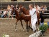 broodmare Maja 731 (German Riding Pony, 2003, from Marsvogel xx)
