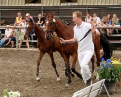 broodmare Maja 731 (German Riding Pony, 2003, from Marsvogel xx)