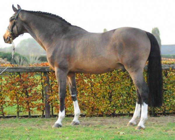 stallion Heartbreaker (KWPN (Royal Dutch Sporthorse), 1989, from Nimmerdor)
