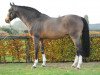 stallion Heartbreaker (KWPN (Royal Dutch Sporthorse), 1989, from Nimmerdor)