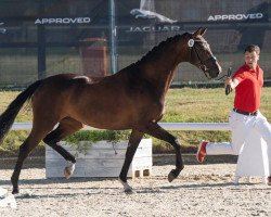 dressage horse Val des Prés (Westfale, 2017, from Vivaldi)