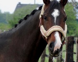 jumper Caipi 9 (German Warmblood, 2012, from Cocktail Jet)