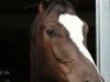 dressage horse Leandro (Trakehner, 2015, from Kapriolan F)