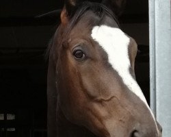 dressage horse Leandro (Trakehner, 2015, from Kapriolan F)