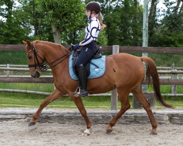 dressage horse Rebecca B (German Riding Pony, 2012, from Red Diamond B)