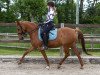 dressage horse Rebecca B (German Riding Pony, 2012, from Red Diamond B)