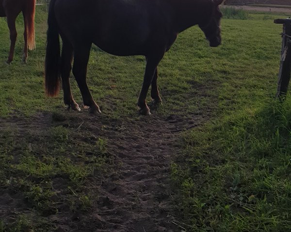 Pferd Fürst Elmar XV (Noriker, 2018, von Firon Elmar XIV)