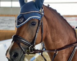 stallion Speycksbosch Dirk (Nederlands Welsh Ridepony, 2013, from Fleuramo's Justin)