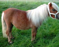 Zuchtstute Petitphily van de Boksenlaer (Shetland Pony (unter 87 cm), 2000, von Kalypso of Sportview)