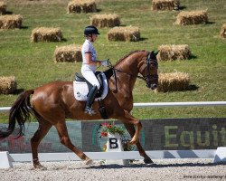 dressage horse Don Lattino (German Sport Horse, 2014, from Don Diamond)