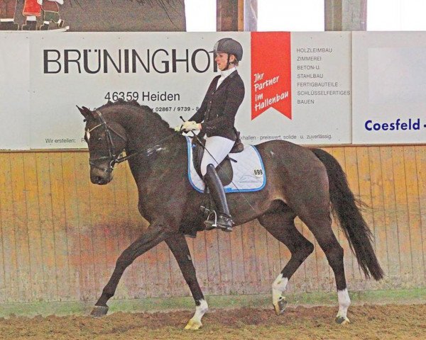 dressage horse Reinfein (Hanoverian, 2009, from Rotspon)