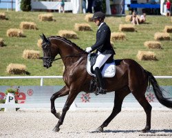 dressage horse Der Dante 3 (Württemberger, 2014, from Dante Weltino Old)