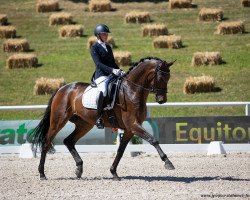 dressage horse Damian 55 (Hanoverian, 2014, from Dannebrog)