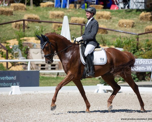 Dressurpferd Zoey Brooks (Deutsches Sportpferd, 2014, von Birkhof's Zalando OLD)