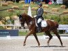 dressage horse Zoey Brooks (German Sport Horse, 2014, from Birkhof's Zalando OLD)