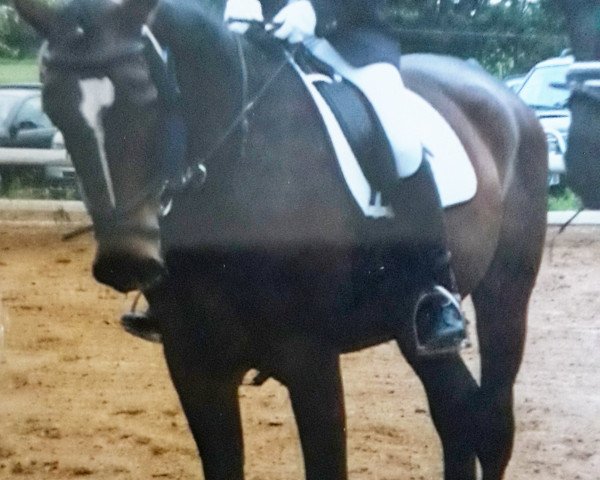 dressage horse Remington.K. (Westphalian, 1990, from Rosenkavalier)