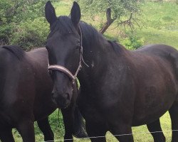 Pferd Nessaya (Deutsches Sportpferd, 2018, von Destano)