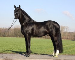 stallion Dark Fire (Oldenburg, 2002, from Donnerhall)