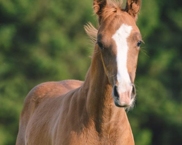 dressage horse Florence Gold (Hanoverian, 2020, from For Gold OLD)