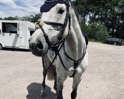 broodmare Corcenta (Württemberger, 2009, from Corofino II)