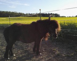 Pferd Mogli (Shetland Pony, 2007)