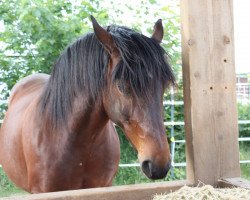 horse Ronja (German Riding Pony, 2008)