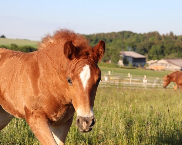 Pferd Noreen (Schwarzwälder Kaltblut, 2020, von Dachs)