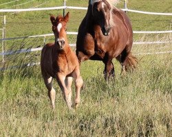 horse Nora (Black Forest Horse, 2009, from Wildfuchs)