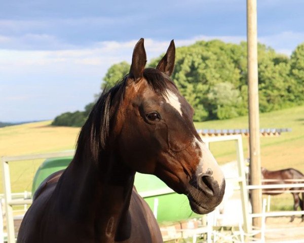 broodmare Ophelia (Oldenburg, 2004, from Stedinger)