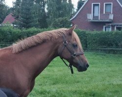 broodmare Candy 780 (German Riding Pony, 2005, from Caliostro)