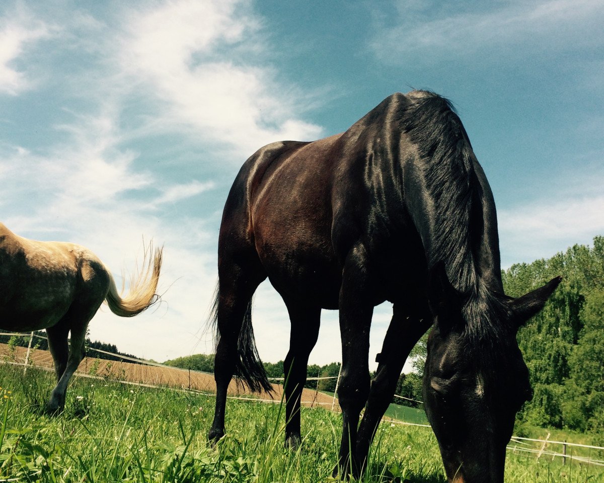 horse Navina 5 (Trakehner, 1997, from Sanssouci)