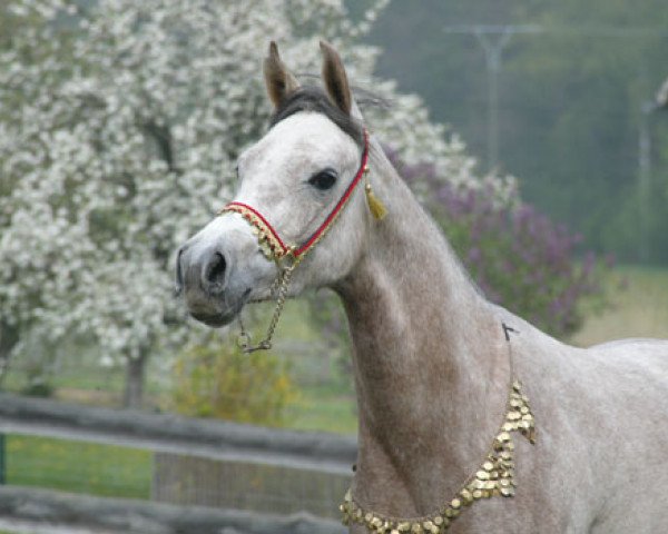 broodmare AM Jakiraa (Arabian thoroughbred, 2007, from ALISHAAR EL BRI ox)