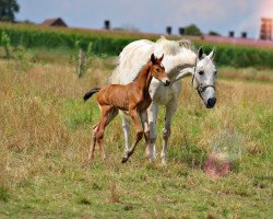 Springpferd Curieux B (Westfale, 2020, von Crime is Colin)