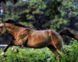 stallion Jericho (Akhal-Teke, 2018, from Thor)