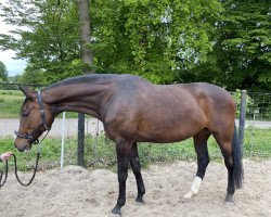 broodmare De la Rosa (Württemberger, 2010, from Don Diamond)