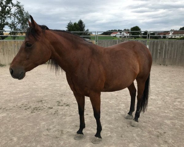 Pferd Gipsy (Quarter Horse,  )