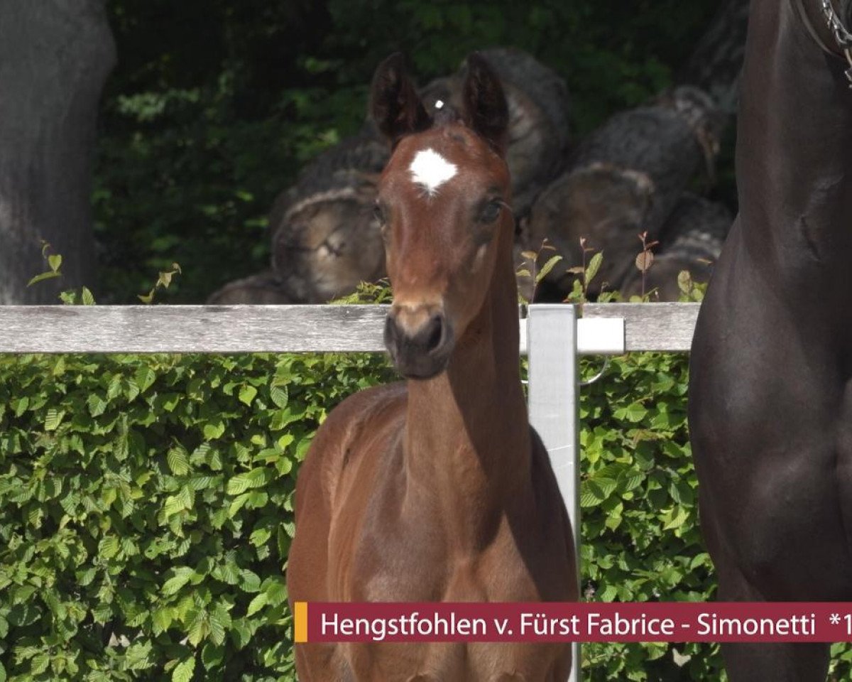 dressage horse Fabiano (German Sport Horse, 2020, from Fürst Fabrice)