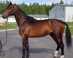 Deckhengst Sakas (Russisch Trakehner,  , von Saalkoenig)