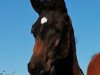 jumper Stute von Diarado / Cassini I (Holsteiner, 2020, from Diarado)