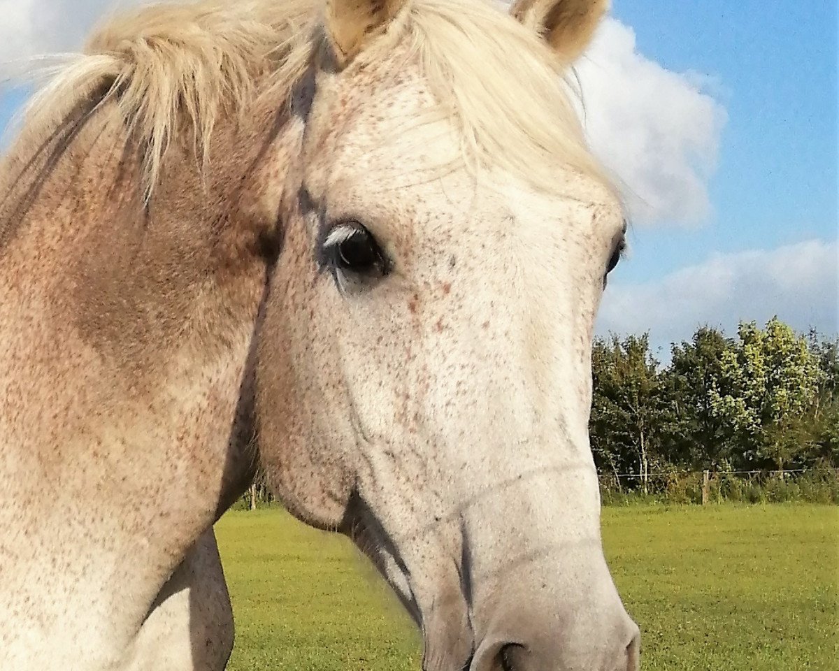 broodmare Castella (Danish Warmblood, 2004, from Cassini II)