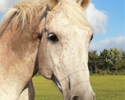 broodmare Castella (Danish Warmblood, 2004, from Cassini II)